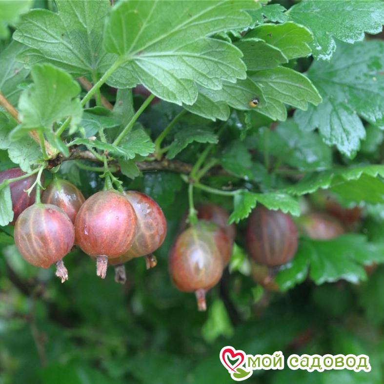 Крыжовник Нова