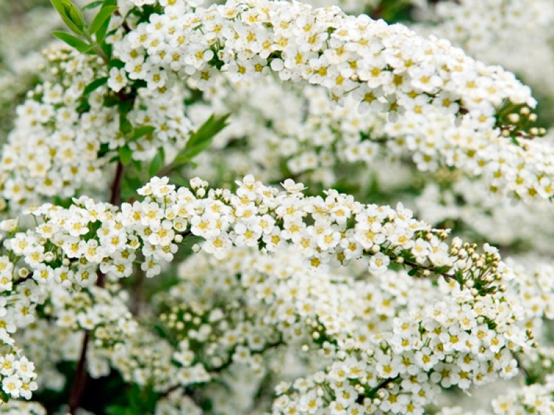 Спирея "Аргута"