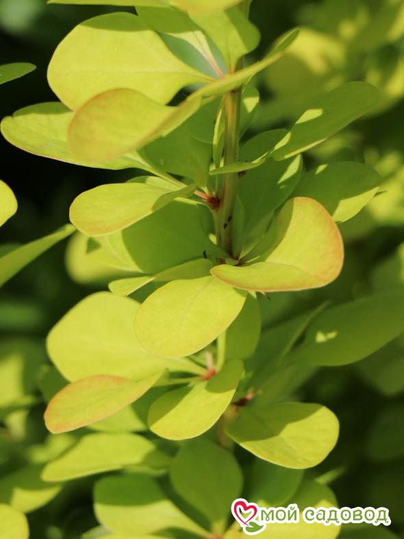 Барбарис тунберга "Голдалита"