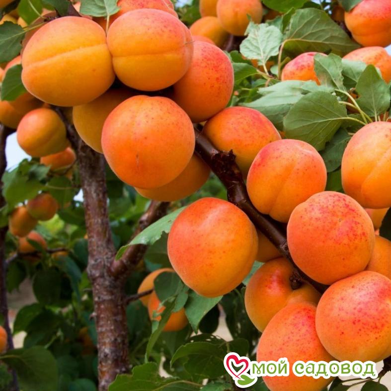 Абрикос Красавчик среднеранний