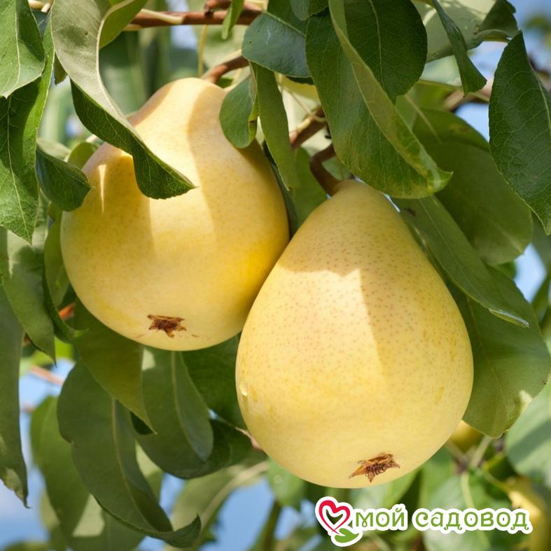 Груша Береженая