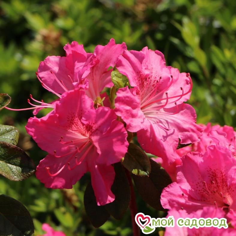 Азалия/Рододендрон японская "Кирстин"