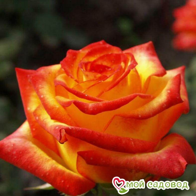 Роза Френдли