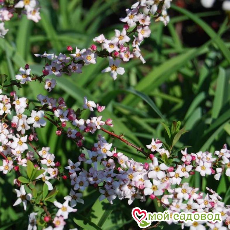 Спирея Тунберга "Фуджино Пинк"