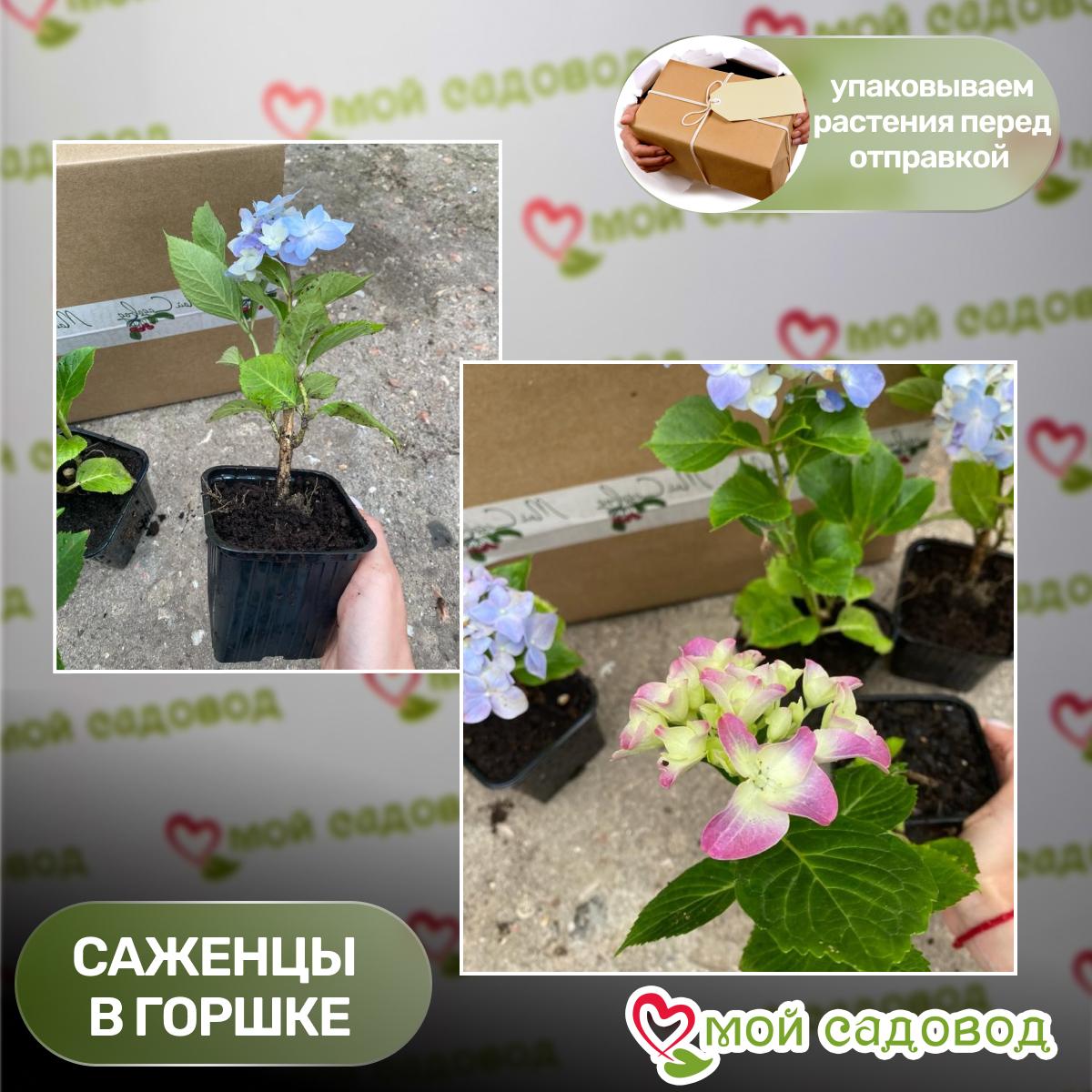 Гортензия крупнолистовая Маризи Перфекта ЗКС