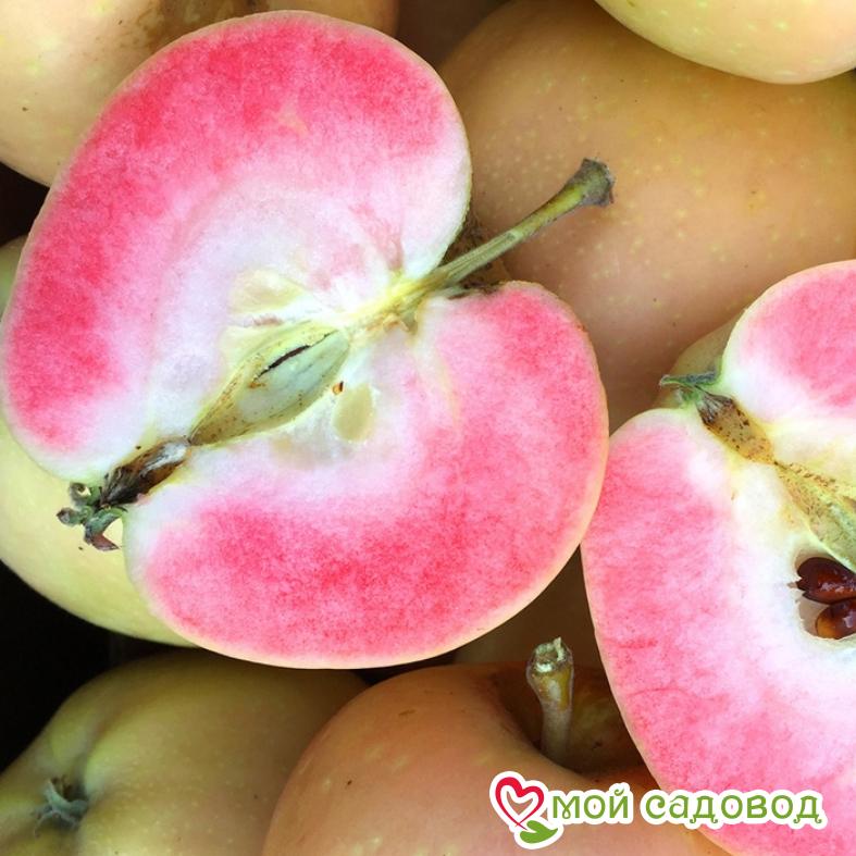 Яблоня Розовый жемчуг