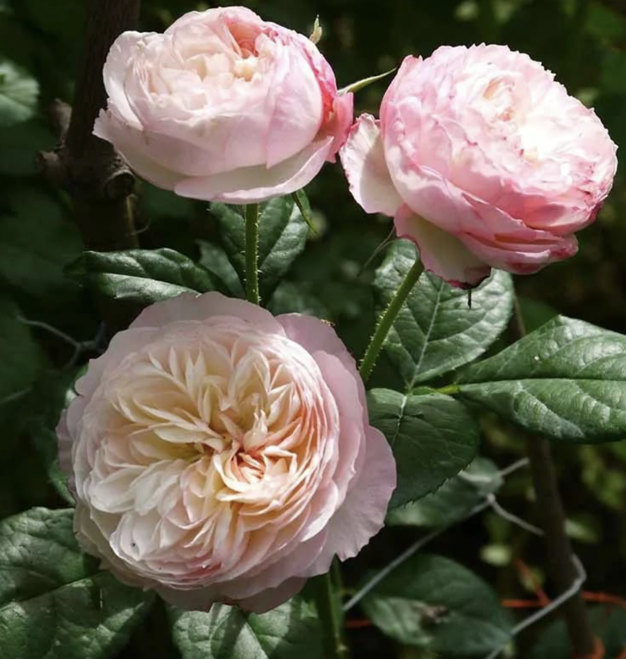 Роза Констанция