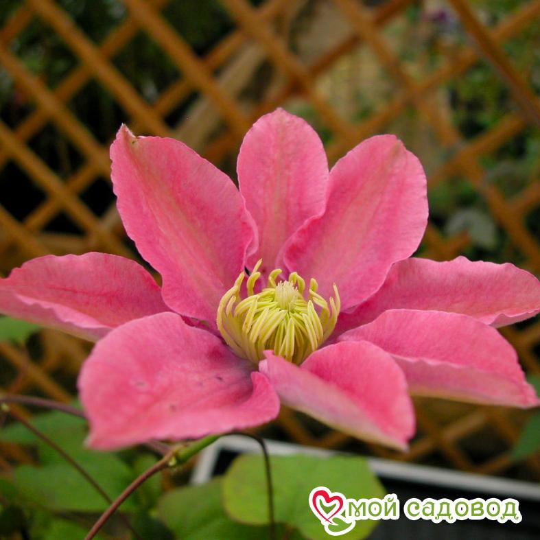 Клематис Литл Мермейд