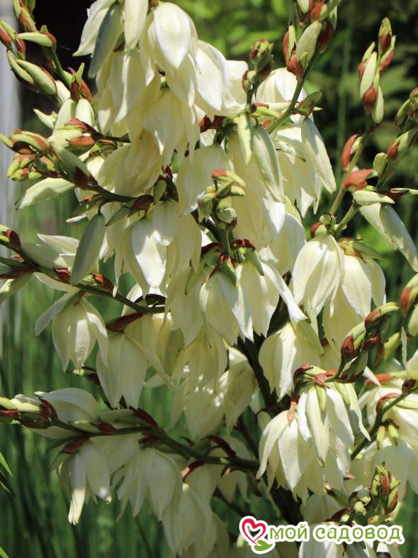 Юкка нитчатая Брайт Эдж