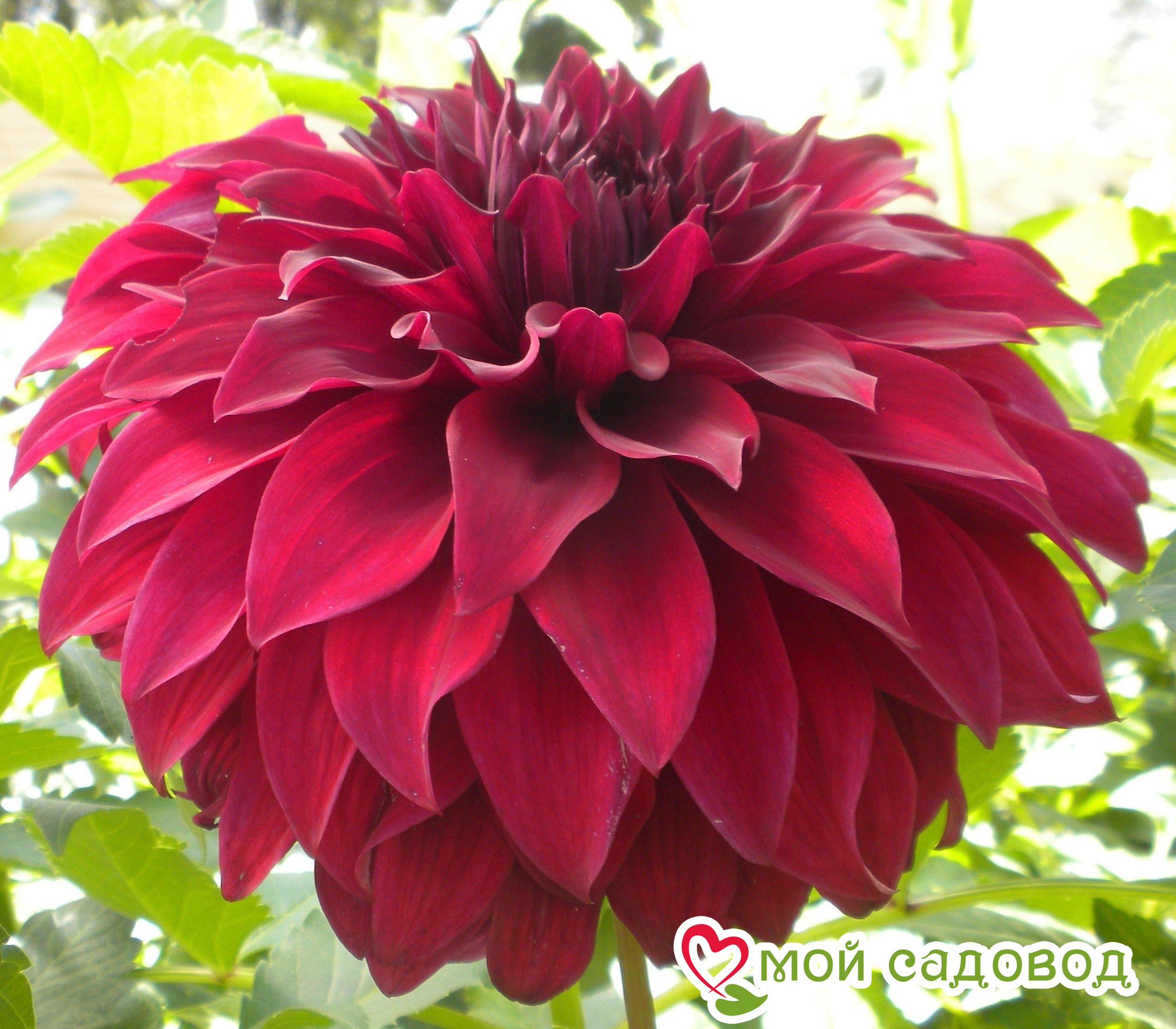 Георгина МИНГУС АЛЕКС