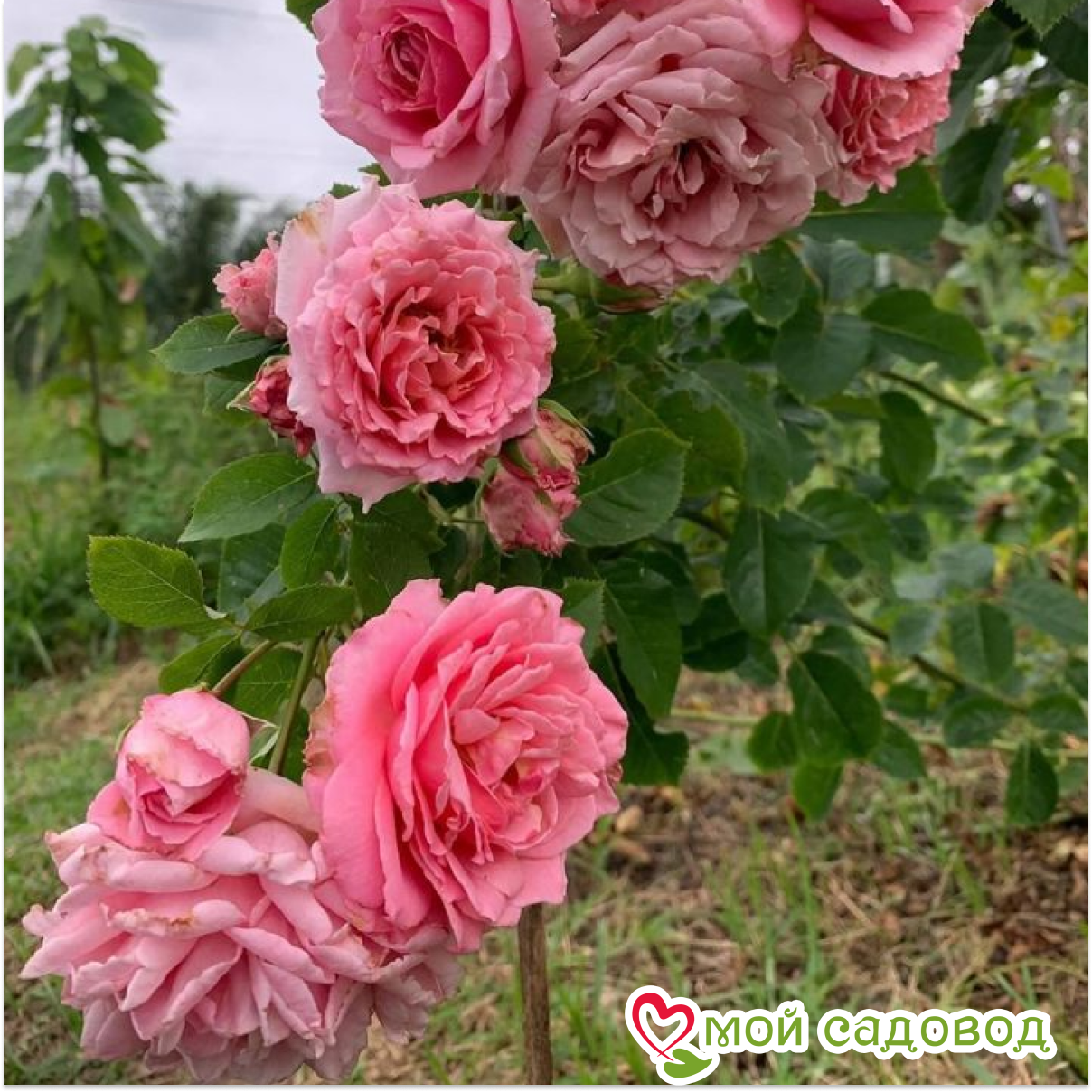 Роза плетистая Бьенвеню