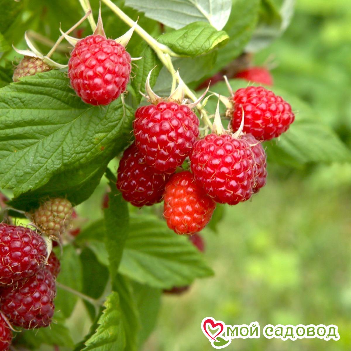 Малина Малиновая гряда