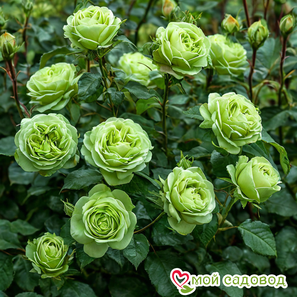 Роза Лавли Грин