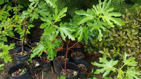 Инжир Муассон